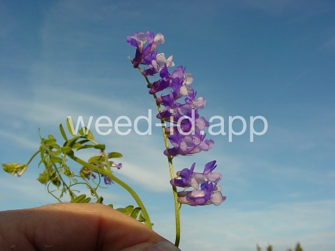 vetch, hairy